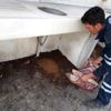 Biga Belediyesi sokak hayvanlarını yalnız bırakmadı Biga Belediyesi sokak hayvanlarını yalnız bırakmadı