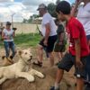 Güney Afrika aslan yetiştiriciliğini yasaklayacak
