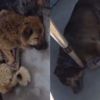 O canilerle ilgili flaş gelişme O canilerle ilgili flaş gelişme