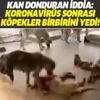Adana'da kan donduran iddia: Köpekler koronavirüs yüzünden birbirlerini yedi!