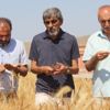 Kışın yağan kar, buğday üreticisinin yüzünü güldürdü