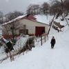 389 hayvanı telef olan Şehriban ın "yıkılan" umutlarını ... 389 hayvanı telef olan Şehriban ın "yıkılan" umutlarını ...