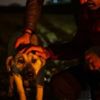 Ankara'daki köpek katliamında son dakika gelişmesi