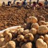Malatya'da yerli tohum patates hasadı