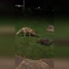 Kedi ve tilkinin yemek mücadelesi Kedi ve tilkinin yemek mücadelesi
