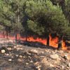 Şanlıurfa'da korku saçan orman yangını