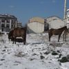 Sokağa terk edilen atlar yürek burktu Sokağa terk edilen atlar yürek burktu