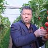 Üreticinin domates isyanı Üreticinin domates isyanı