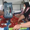 Kiraz hasadında yüzde 20 artış var Kiraz hasadında yüzde 20 artış var