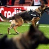 Polis köpeği futbolcuyu ısırdı Polis köpeği futbolcuyu ısırdı