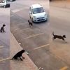 Son dakika… Türkiye’nin konuştuğu ‘köpek ezen şoför’ yakalandı