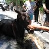 Sarıyer’de at kurtarma operasyonu