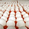 Tavuk ve yumurta ithalatı durduruldu! Tavuk ve yumurta ithalatı durduruldu!