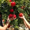 Yılın ilk nar hasadı Mersin'de