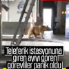 Bursa'da teleferik istasyonuna giren ayı Bursa'da teleferik istasyonuna giren ayı