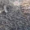 İstila! Milyonlarcası geldi ve... İstila! Milyonlarcası geldi ve...
