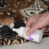 Mescitte bulduğu kedi yavrularına sahip çıktı