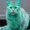 'Yeşil Kedi'nin Sırrı Çözüldü! 'Yeşil Kedi'nin Sırrı Çözüldü!