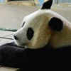 Panda ısırığına 80 bin dolar tazminat Panda ısırığına 80 bin dolar tazminat