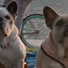 Lady Gaga'nın kaçırılan köpekleri bulundu Lady Gaga'nın kaçırılan köpekleri bulundu