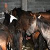 Adana’da at kasapları tutuklandı