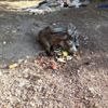Yaralı eşeği halıya sarıp ölüme terk ettiler Yaralı eşeği halıya sarıp ölüme terk ettiler