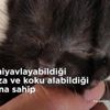 İki yüzlü kedi yavrusu Duo hayata tutunmaya çalışıyor İki yüzlü kedi yavrusu Duo hayata tutunmaya çalışıyor