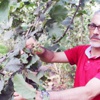 Ordu’da fındık hasadı başladı Ordu’da fındık hasadı başladı