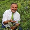 Öğretmenlikten mavi yemiş yetiştiriciliğine Öğretmenlikten mavi yemiş yetiştiriciliğine