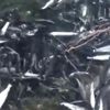 Baraj gölünde ölü balıklar kıyıya vurdu