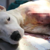 Tüfekle vurulan köpek tedaviye alındı Tüfekle vurulan köpek tedaviye alındı