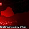 Soğuyan havalar meyveye ilgiyi arttırdı Soğuyan havalar meyveye ilgiyi arttırdı