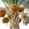 Hurma, bal, zeytin, sirke kanseri önlüyor hastalıkları mikser gibi parçalıyor Hurma, bal, zeytin, sirke kanseri önlüyor hastalıkları mikser gibi parçalıyor