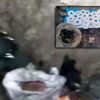 Mağaradan çıktı! Yüzlerce var...
