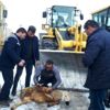 Kazasız belasız temizleyince, şükür kurbanı kestiler