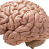 Beyin ile ilgili yanlış bilinenler!
