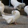 Felçli görünümüyle görenleri hayrete düşürdü Felçli görünümüyle görenleri hayrete düşürdü