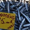 Karadeniz hamsisine yoğun ilgi Karadeniz hamsisine yoğun ilgi