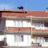 Kurbanlık koyun çatıya çıktı