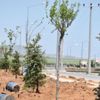Tatvan’da 250 ağaç toprakla buluştu