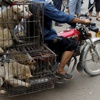 Festival için 40 bin köpek kestiler Festival için 40 bin köpek kestiler