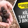 Dünyanın en pahalı yiyecekleri arasında yer alan “Trüf” mantarı Amanos Dağlarında bulundu! Kilosu tam tamına 3 bin Euro... Dünyanın en pahalı yiyecekleri arasında yer alan “Trüf” mantarı Amanos Dağlarında bulundu! Kilosu tam tamına 3 bin Euro...