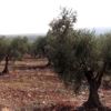 "Kilis Zeytin ve Zeytinyağı Tanıtım Günü" "Kilis Zeytin ve Zeytinyağı Tanıtım Günü"