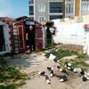 Sokağa çıkma kısıtlamasını bağ evinde güvercinleriyle ... Sokağa çıkma kısıtlamasını bağ evinde güvercinleriyle ...