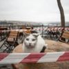 'Koronavirüsten korumak için kedilerinizi evde tutun' 'Koronavirüsten korumak için kedilerinizi evde tutun'