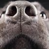 Fransa'da köpekler virüslüyü kokusundan tanıyacak Fransa'da köpekler virüslüyü kokusundan tanıyacak