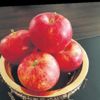 Niğde elması destekleniyor Niğde elması destekleniyor