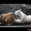 Aslan ve kaplanın (kavgası) karşılaşması hayrete düşürdü! Sonu ise şoke etti Aslan ve kaplanın (kavgası) karşılaşması hayrete düşürdü! Sonu ise şoke etti