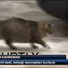 Nijer’de kilise yaktılar: 4 ölü Nijer’de kilise yaktılar: 4 ölü