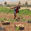 İsrail'in Filistin tarım ürünlerinin ihracatını engellemesi ekonomide yıkıma neden olabilir İsrail'in Filistin tarım ürünlerinin ihracatını engellemesi ekonomide yıkıma neden olabilir